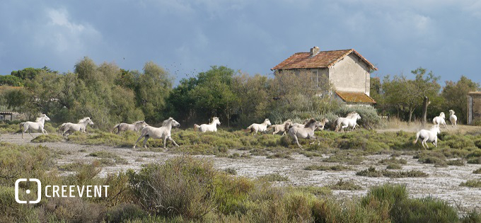 Wyjazdy firmowe – Camargue